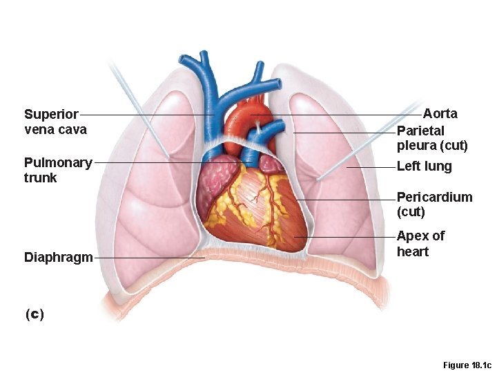 Superior vena cava Aorta Parietal pleura (cut) Pulmonary trunk Left lung Pericardium (cut) Diaphragm