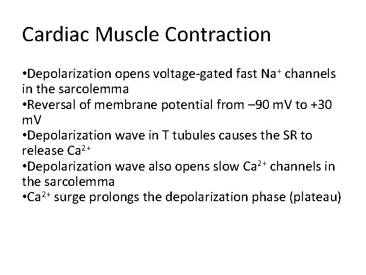 Cardiac Muscle Contraction • Depolarization opens voltage-gated fast Na+ channels in the sarcolemma •