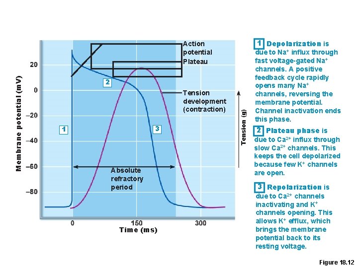 1 Depolarization is 2 Tension development (contraction) 3 1 Absolute refractory period Time (ms)