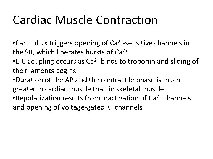 Cardiac Muscle Contraction • Ca 2+ influx triggers opening of Ca 2+-sensitive channels in