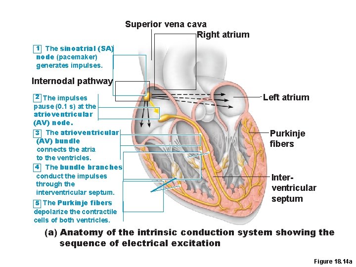 Superior vena cava Right atrium The sinoatrial (SA) node (pacemaker) generates impulses. 1 Internodal