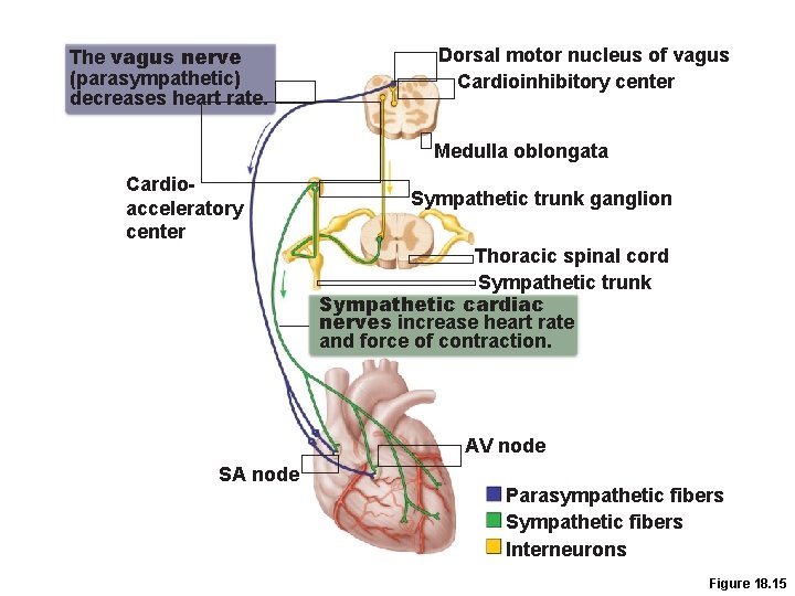 The vagus nerve (parasympathetic) decreases heart rate. Dorsal motor nucleus of vagus Cardioinhibitory center