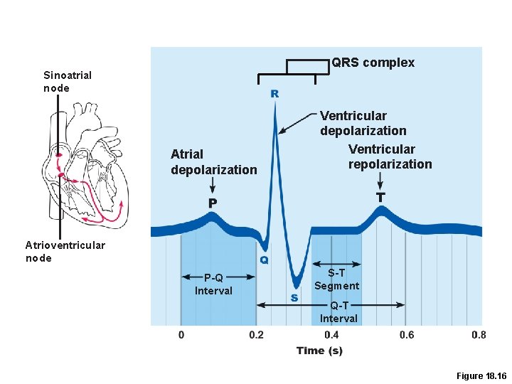 QRS complex Sinoatrial node Atrial depolarization Ventricular repolarization Atrioventricular node P-Q Interval S-T Segment