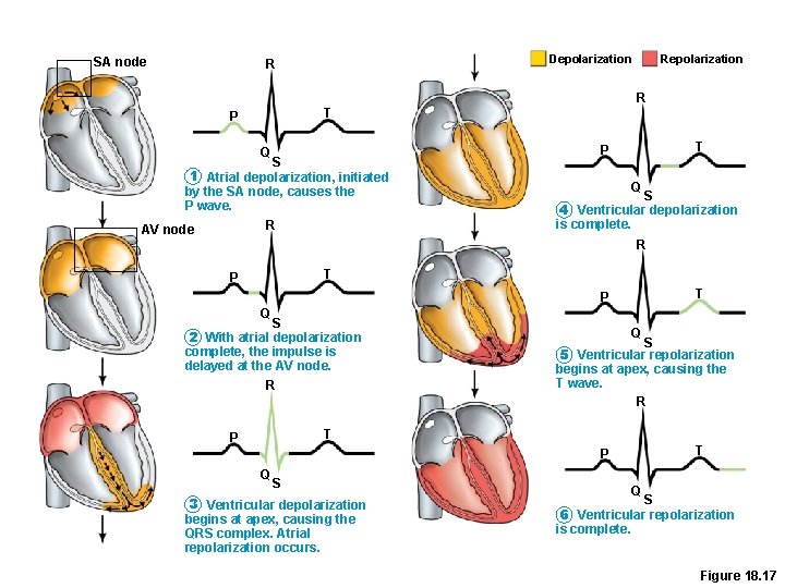 SA node Depolarization R Repolarization R T P Q S 1 Atrial depolarization, initiated