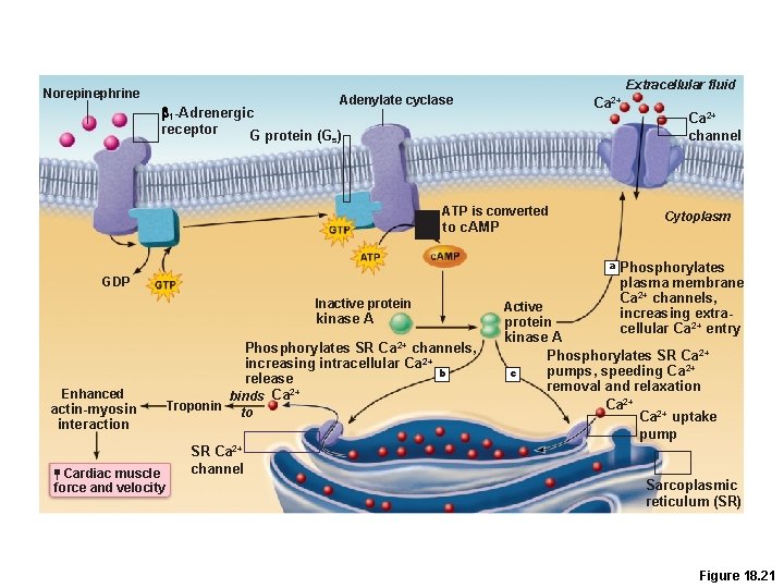 Extracellular fluid Norepinephrine Adenylate cyclase Ca 2+ b 1 -Adrenergic receptor G protein (Gs)