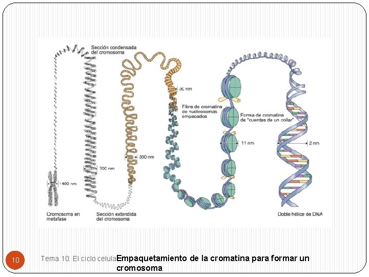 10 Tema 10: El ciclo celular. Empaquetamiento de la cromatina para formar un cromosoma
