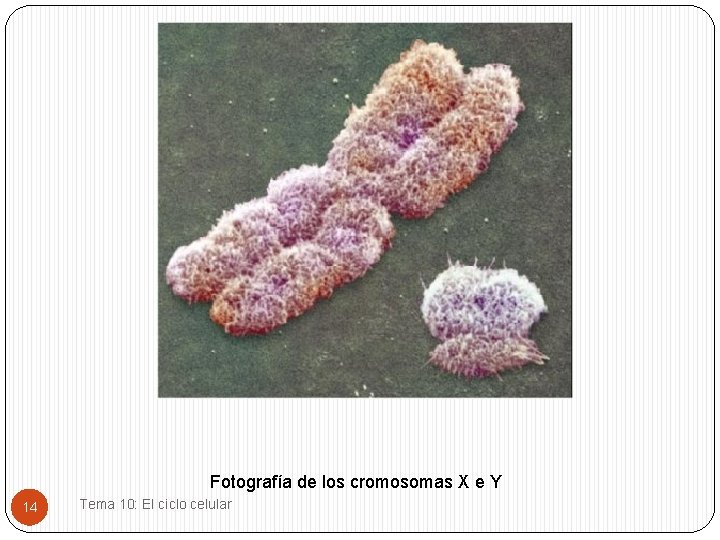 Fotografía de los cromosomas X e Y 14 Tema 10: El ciclo celular 
