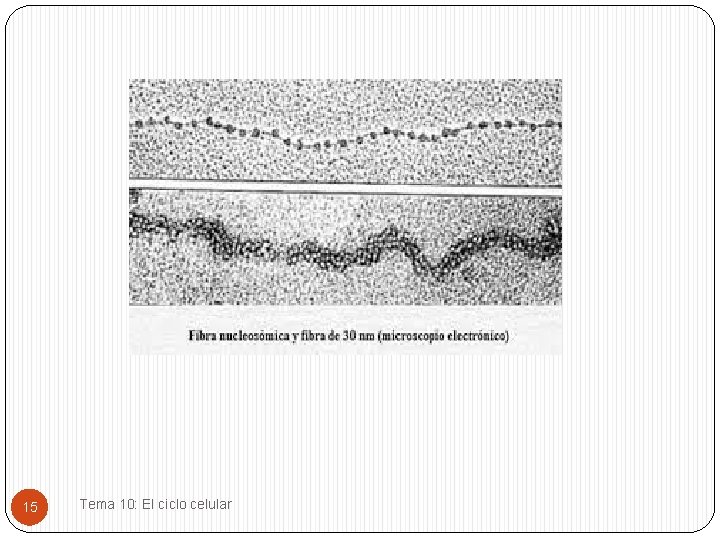 15 Tema 10: El ciclo celular 