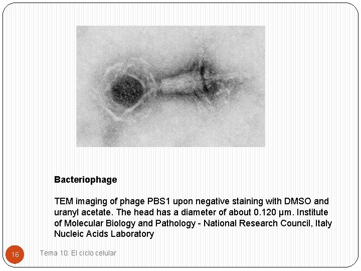 Bacteriophage TEM imaging of phage PBS 1 upon negative staining with DMSO and uranyl
