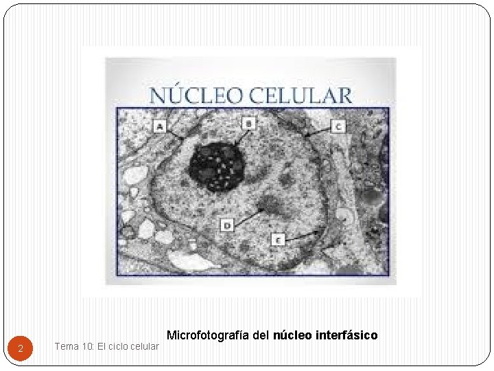 2 Tema 10: El ciclo celular Microfotografía del núcleo interfásico 