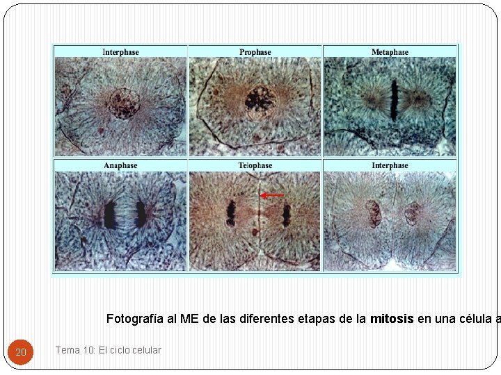 Fotografía al ME de las diferentes etapas de la mitosis en una célula a