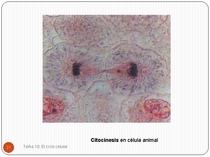 Citocinesis en célula animal 21 Tema 10: El ciclo celular 