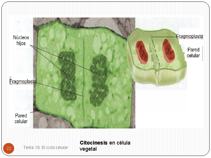 22 Tema 10: El ciclo celular Citocinesis en célula vegetal 