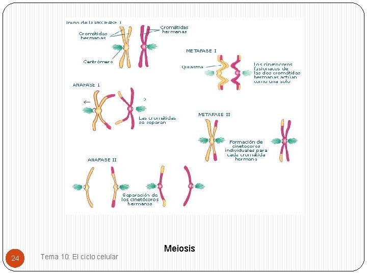 24 Tema 10: El ciclo celular Meiosis 