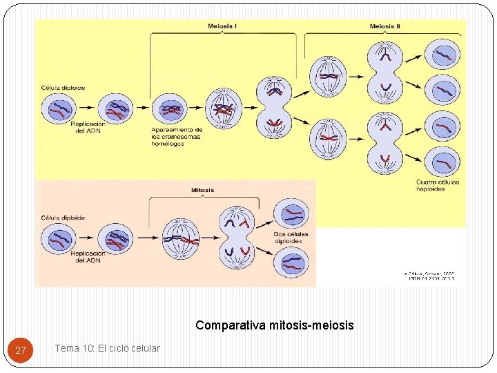 Comparativa mitosis-meiosis 27 Tema 10: El ciclo celular 