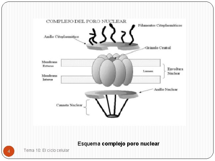 Esquema complejo poro nuclear 4 Tema 10: El ciclo celular 