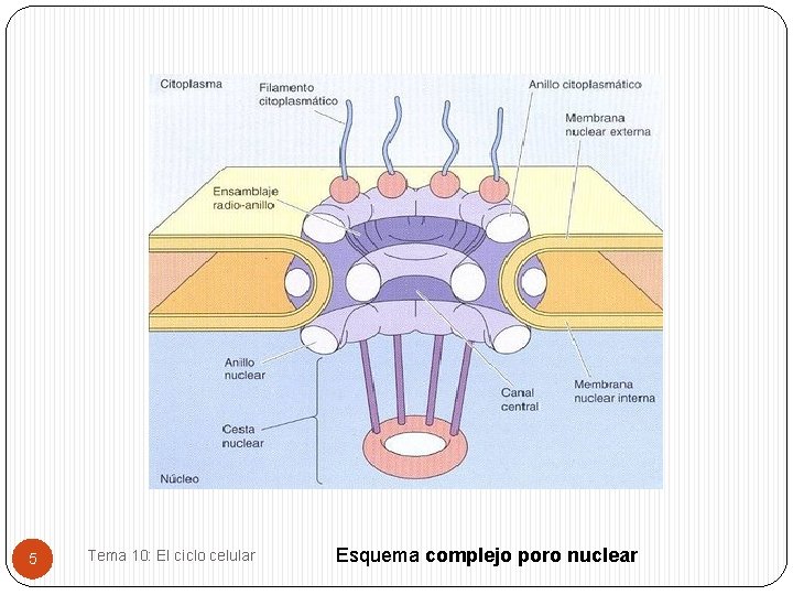 5 Tema 10: El ciclo celular Esquema complejo poro nuclear 