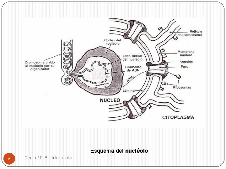 Esquema del nucléolo 6 Tema 10: El ciclo celular 