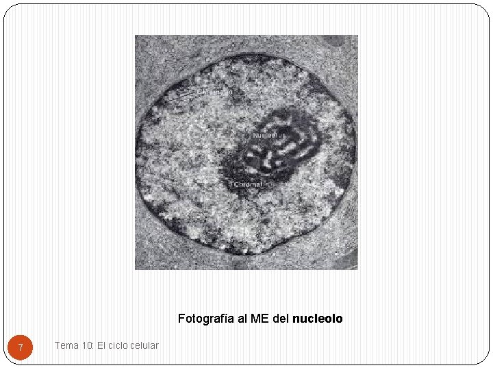 Fotografía al ME del nucleolo 7 Tema 10: El ciclo celular 