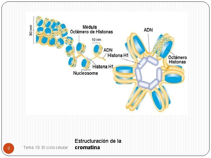 8 Tema 10: El ciclo celular Estructuración de la cromatina 