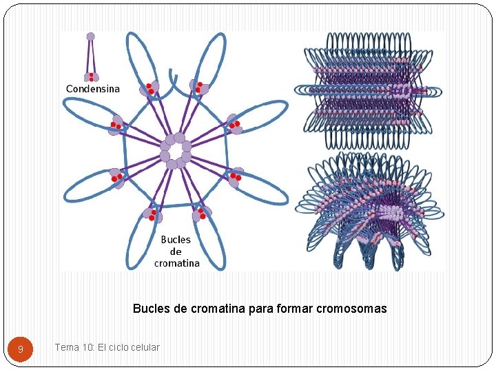 Bucles de cromatina para formar cromosomas 9 Tema 10: El ciclo celular 