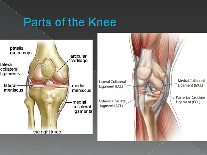 Parts of the Knee 