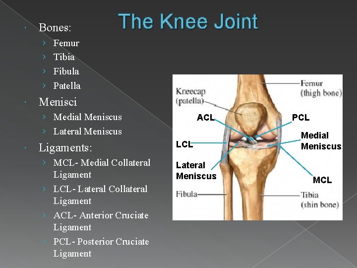  Bones: › › The Knee Joint Femur Tibia Fibula Patella Menisci › Medial