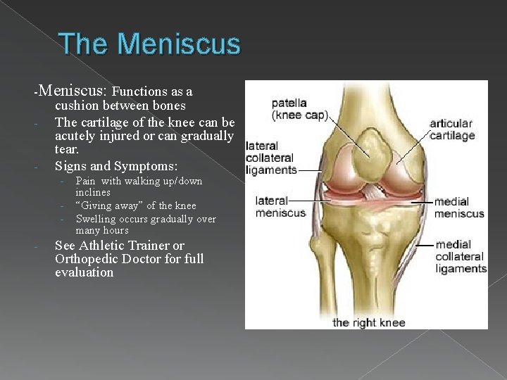 The Meniscus -Meniscus: Functions as a - - cushion between bones The cartilage of