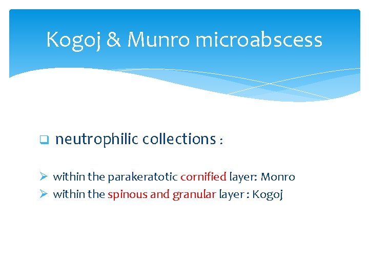 Kogoj & Munro microabscess q neutrophilic collections : Ø within the parakeratotic cornified layer: