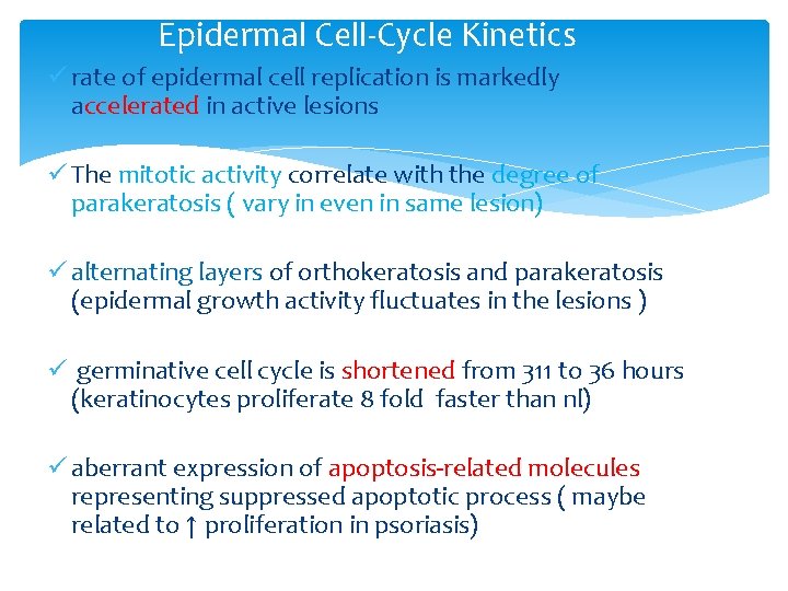 Epidermal Cell-Cycle Kinetics ü rate of epidermal cell replication is markedly accelerated in active