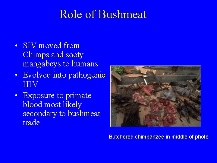Role of Bushmeat • SIV moved from Chimps and sooty mangabeys to humans •