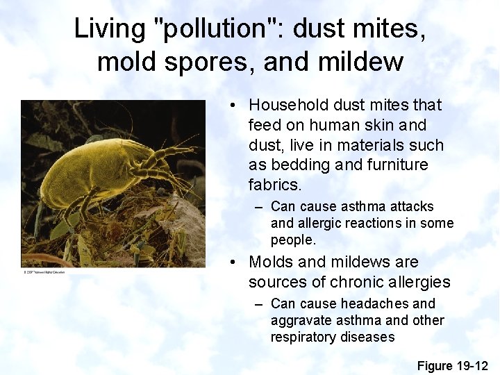 Living "pollution": dust mites, mold spores, and mildew • Household dust mites that feed