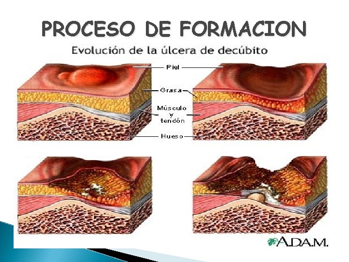 PROCESO DE FORMACION 