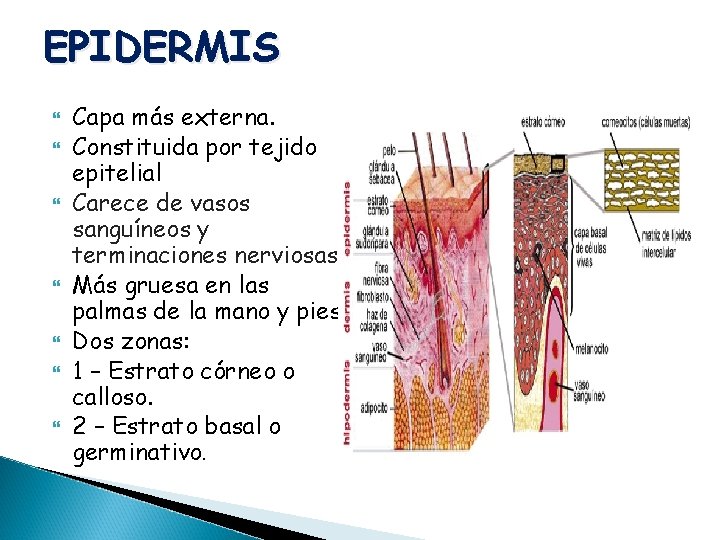 EPIDERMIS Capa más externa. Constituida por tejido epitelial Carece de vasos sanguíneos y terminaciones