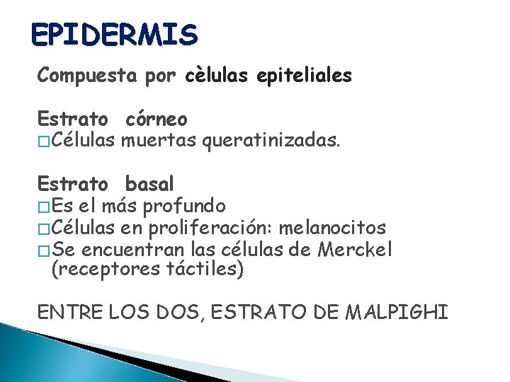 EPIDERMIS Compuesta por cèlulas epiteliales Estrato córneo � Células muertas queratinizadas. Estrato basal �