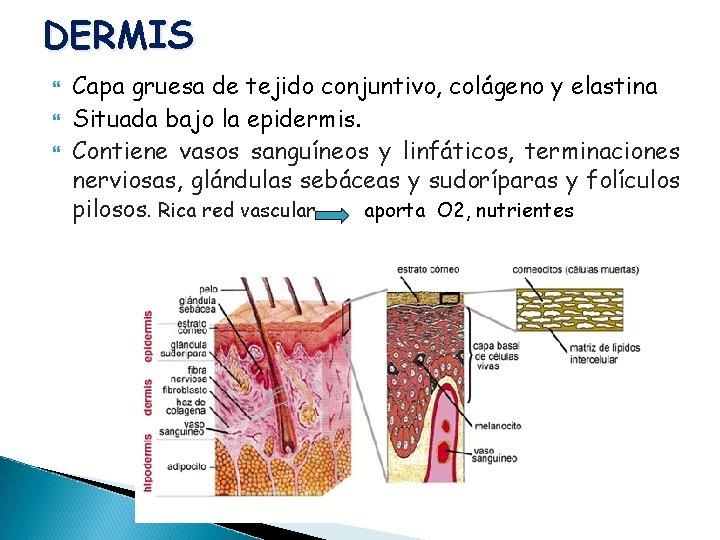 DERMIS Capa gruesa de tejido conjuntivo, colágeno y elastina Situada bajo la epidermis. Contiene