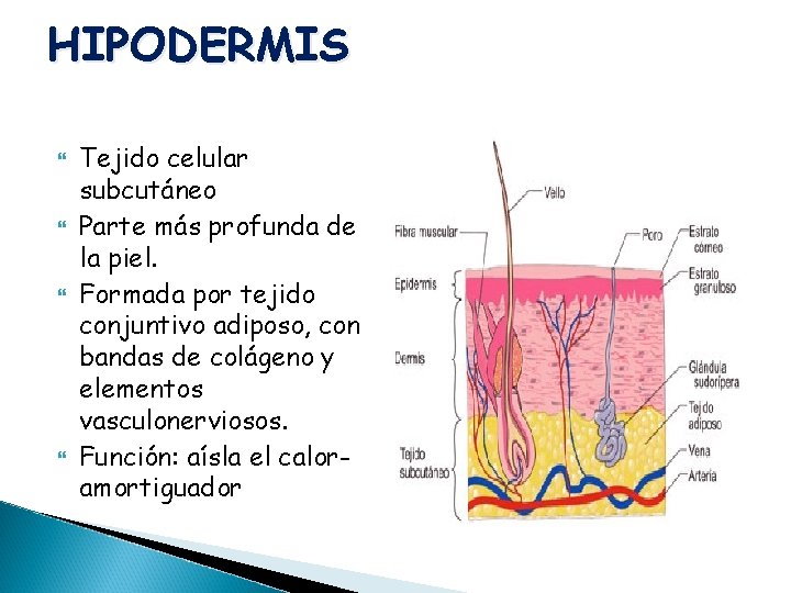 HIPODERMIS Tejido celular subcutáneo Parte más profunda de la piel. Formada por tejido conjuntivo