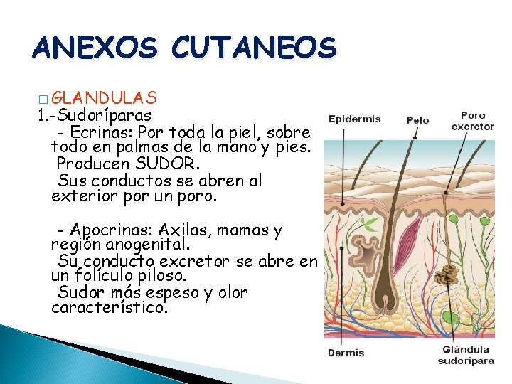 ANEXOS CUTANEOS � GLANDULAS 1. -Sudoríparas - Ecrinas: Por toda la piel, sobre todo