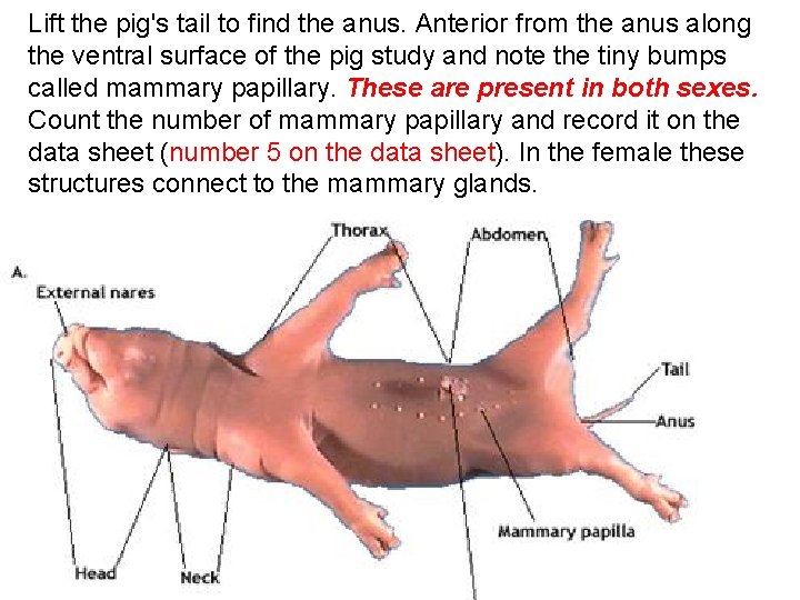 Lift the pig's tail to find the anus. Anterior from the anus along the