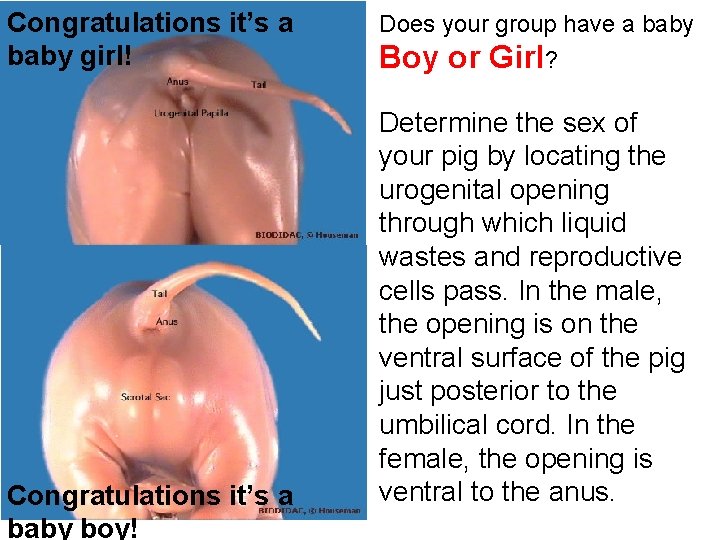 Congratulations it’s a baby girl! Congratulations it’s a baby boy! Does your group have Congratulations it’s a baby girl! Congratulations it’s a baby boy! Does your group have