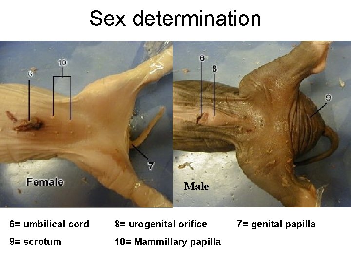 Sex determination Male 6= umbilical cord 8= urogenital orifice 9= scrotum 10= Mammillary papilla Sex determination Male 6= umbilical cord 8= urogenital orifice 9= scrotum 10= Mammillary papilla