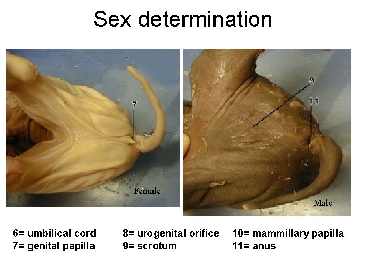 Sex determination Female Male 6= umbilical cord 7= genital papilla 8= urogenital orifice 9=