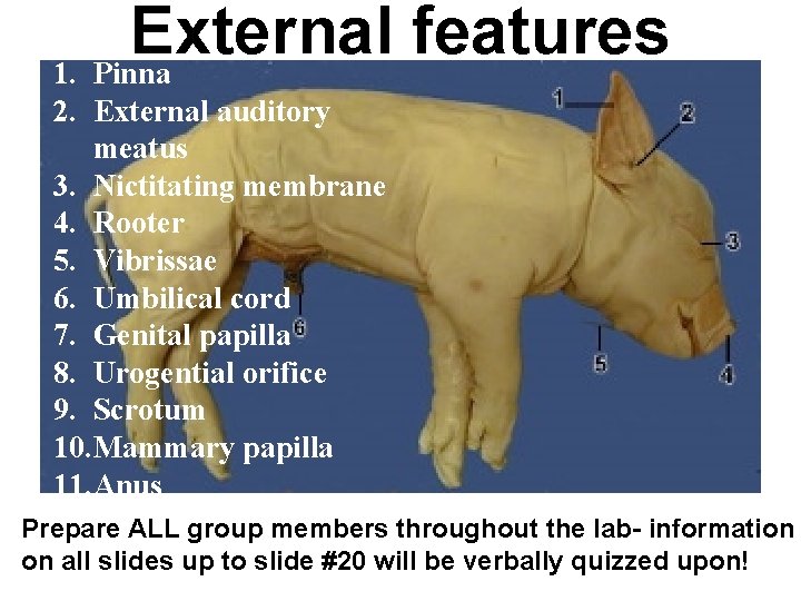External features 1. Pinna 2. External auditory meatus 3. Nictitating membrane 4. Rooter 5. External features 1. Pinna 2. External auditory meatus 3. Nictitating membrane 4. Rooter 5.