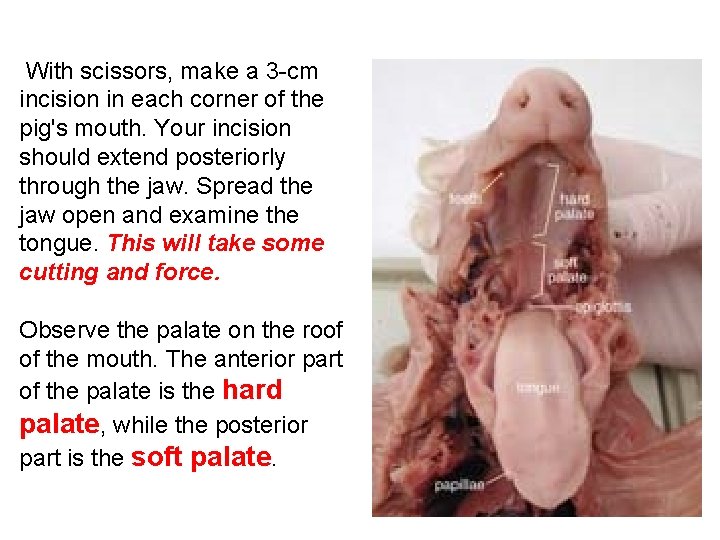 With scissors, make a 3 -cm incision in each corner of the pig's With scissors, make a 3 -cm incision in each corner of the pig's