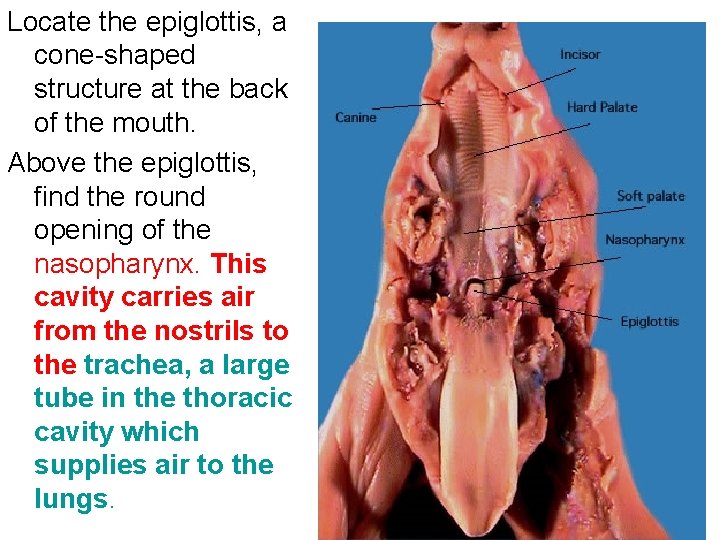 Locate the epiglottis, a cone-shaped structure at the back of the mouth. Above the