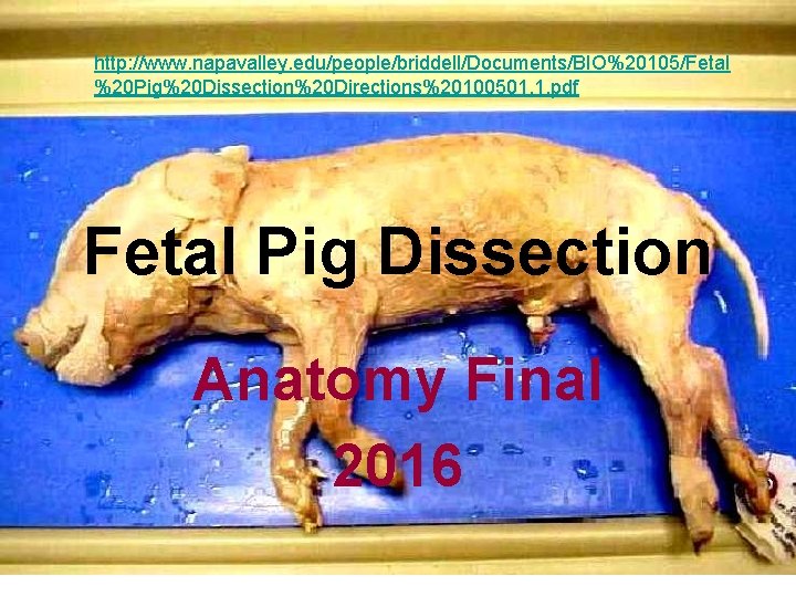 http: //www. napavalley. edu/people/briddell/Documents/BIO%20105/Fetal %20 Pig%20 Dissection%20 Directions%20100501. 1. pdf Fetal Pig Dissection Anatomy