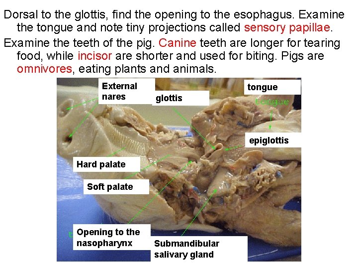 Dorsal to the glottis, find the opening to the esophagus. Examine the tongue and