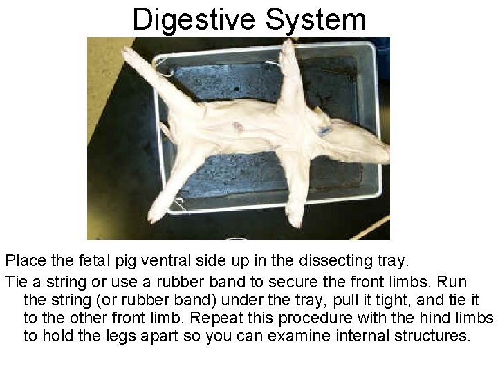 Digestive System Place the fetal pig ventral side up in the dissecting tray. Tie