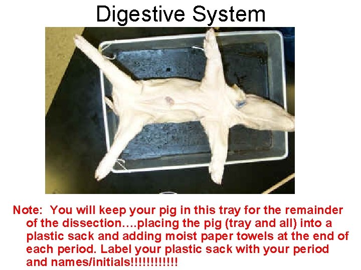 Digestive System Note: You will keep your pig in this tray for the remainder