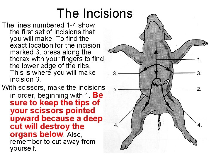 The Incisions The lines numbered 1 -4 show the first set of incisions that